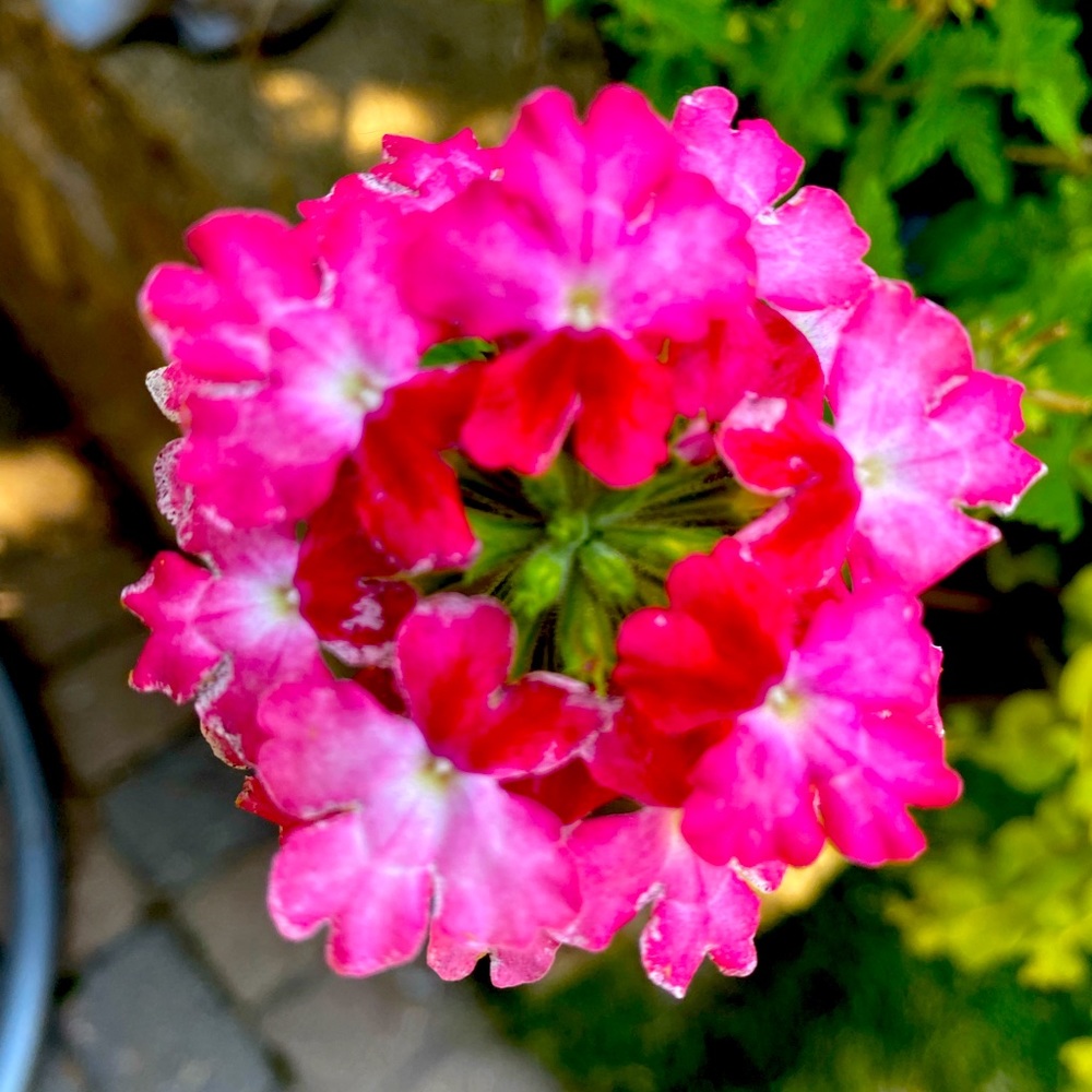 Meet your Posher, Sonya